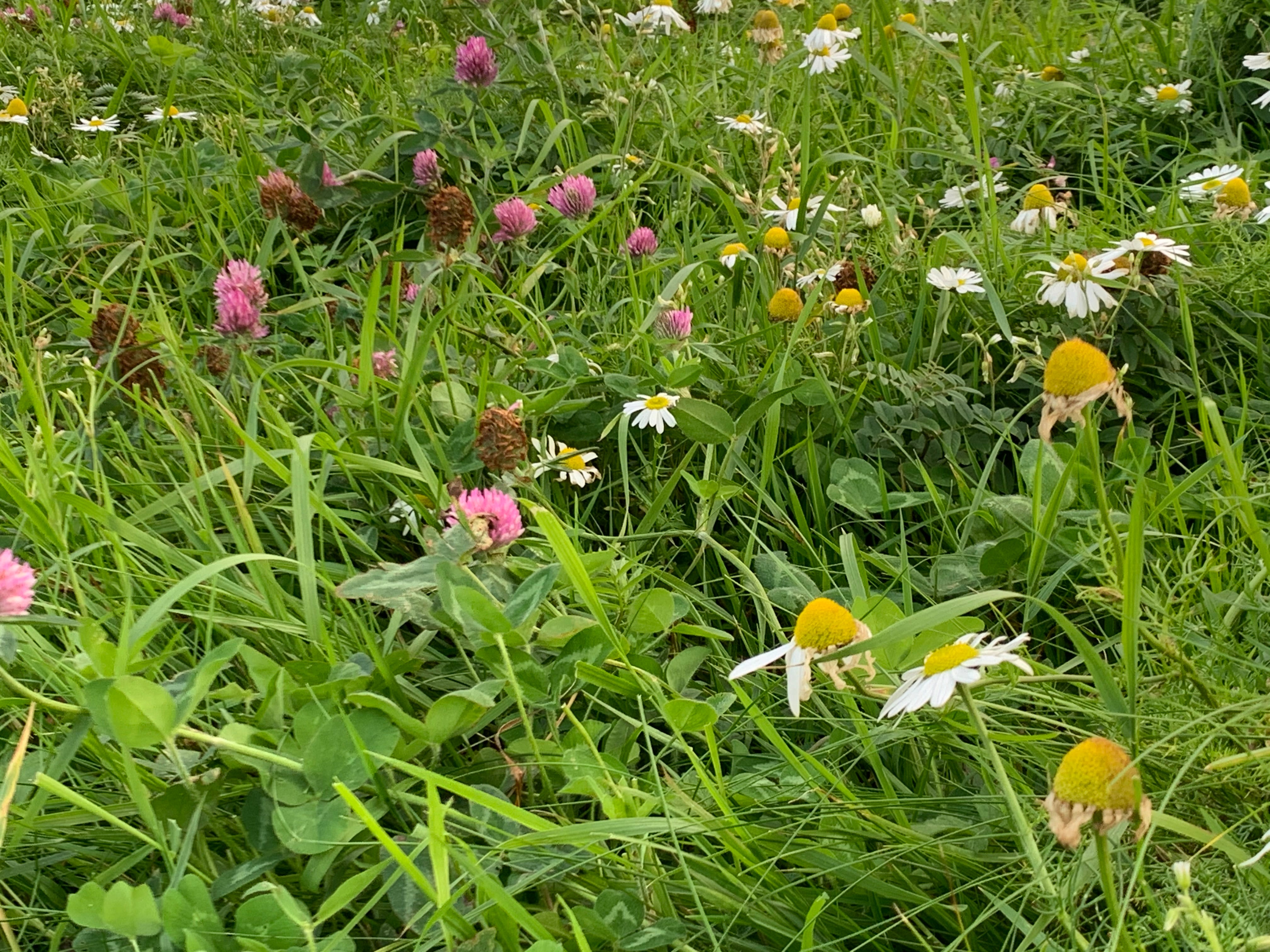 Ethelda Ellis Erasmus - Layers of Summer : A Meadow Collage