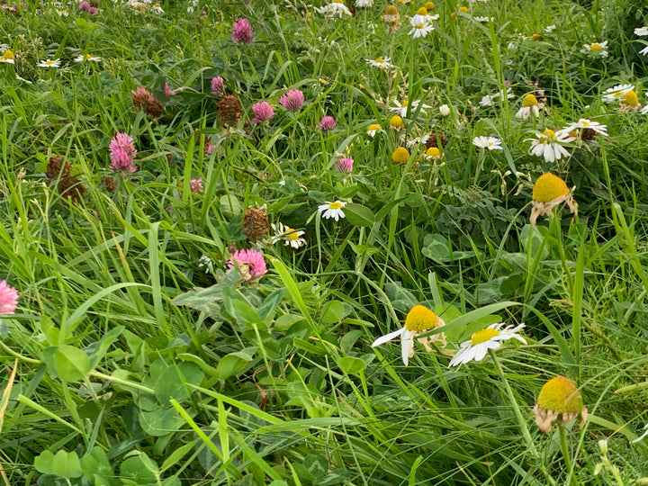 Ethelda Ellis Erasmus - Layers of Summer : A Meadow Collage